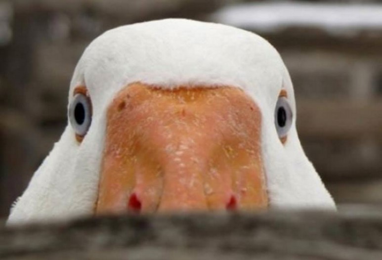 Is Anatidaephobia or Duck Phobia Real Condition? Calmerry